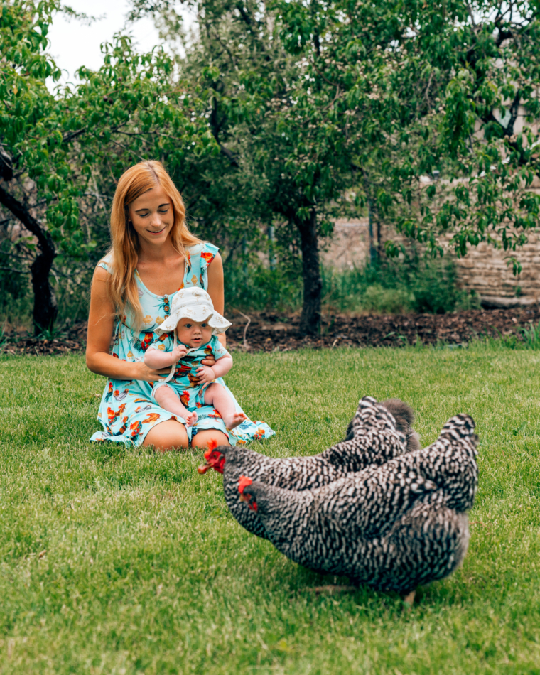 A mother and a baby sitting on the grass looking at plymouth rock chickens